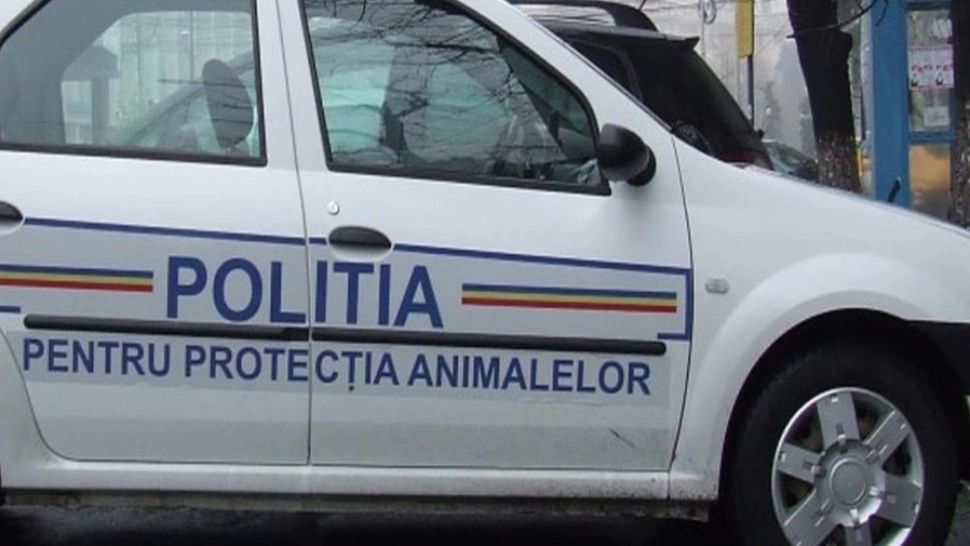 Protecție animalelor a intervenit /Foto: arhiva