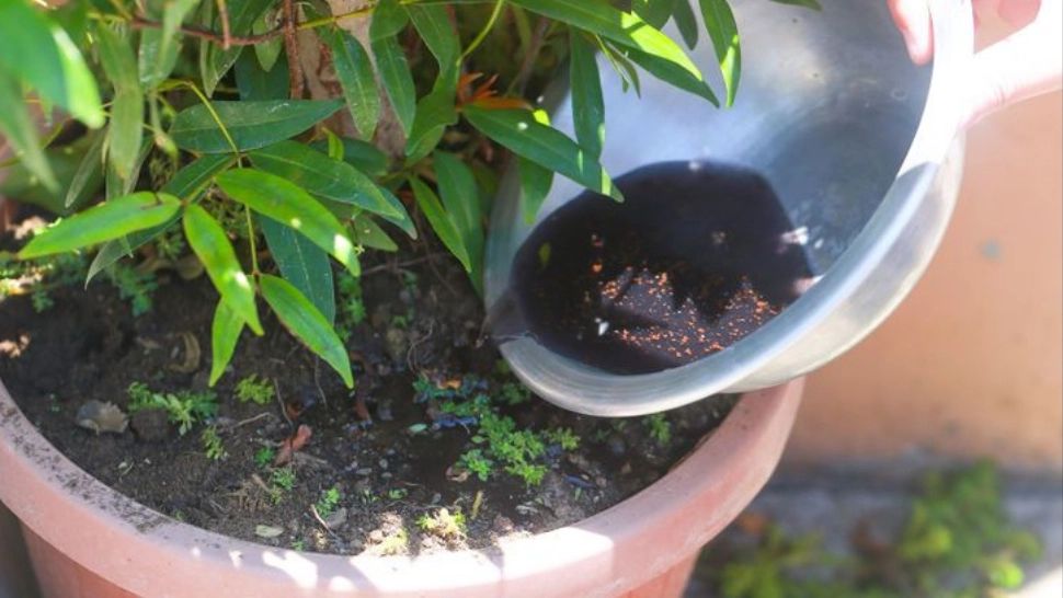 Rezultat umitor după ce a pus un pliculeț de ceai în ghiveciul cu plante