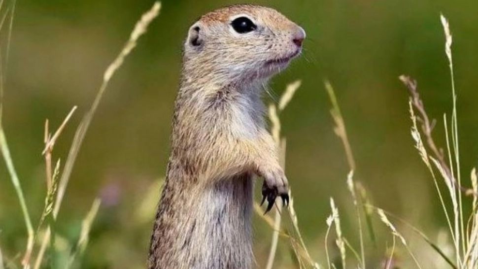 Rezervație de 100 de hectare pentru popândăi, în Botoșani