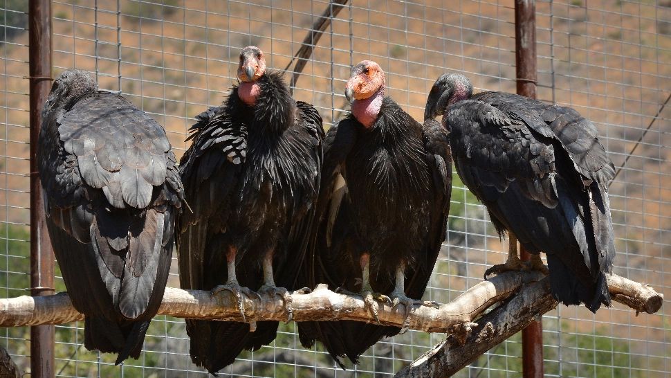 Condor californian / Foto: Profi Media