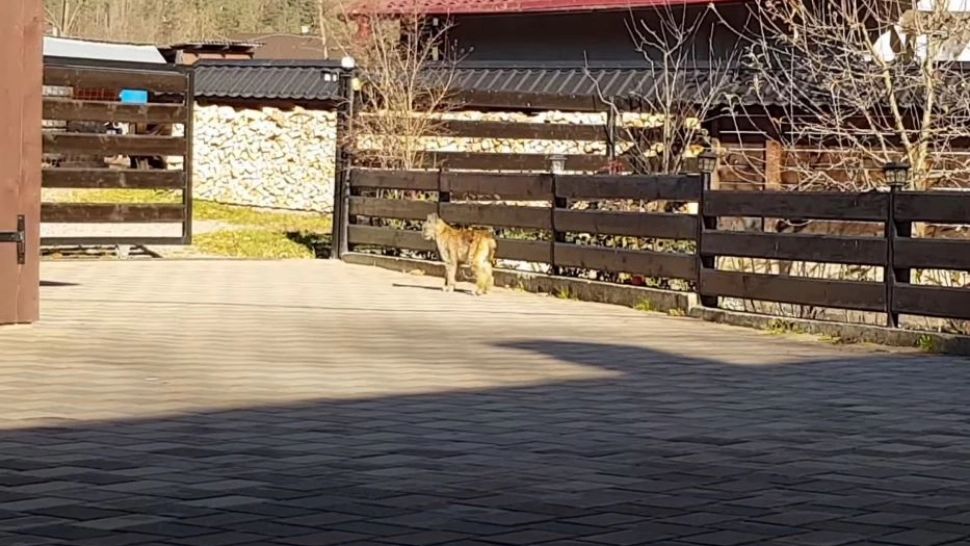 Un pui de râs s-a plimbat prin curtea unor suceveni. Foto/Captură video