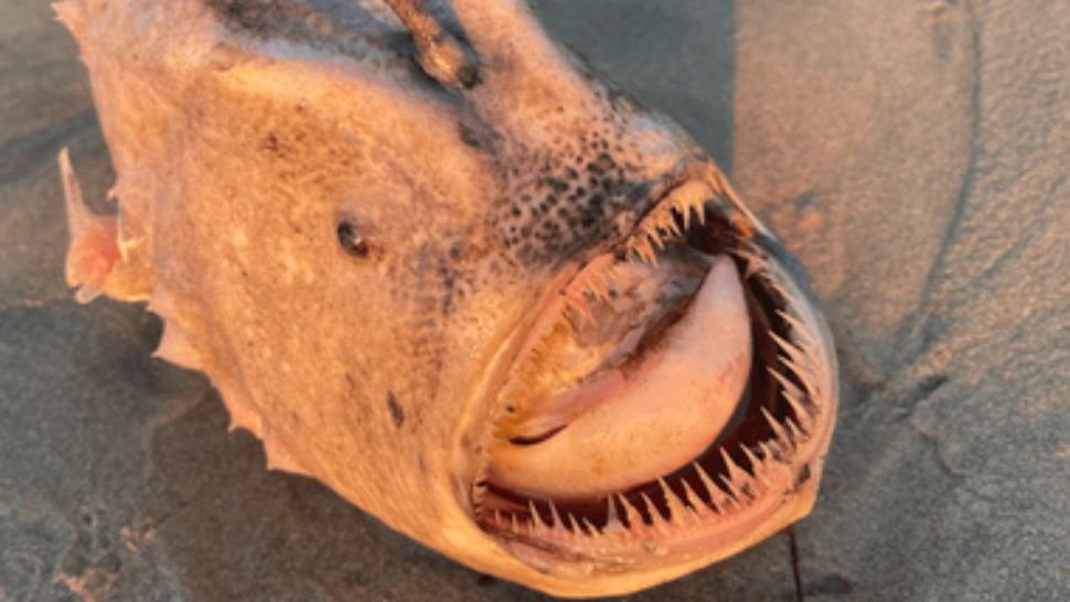 FOTO:© Jon Moore/NOAA Ocean Explorer