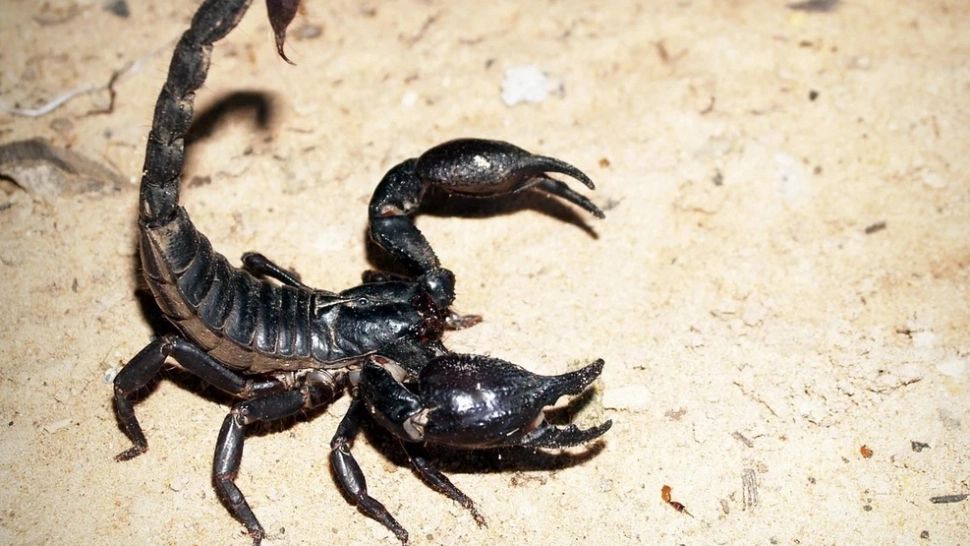 O angajată de la IKEA a fost înțepată de un scorpion