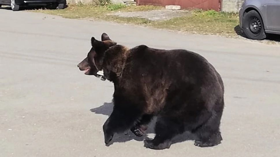 Un urs a ajuns la o școală din comuna Cerașu, Prahova Foto: Facebook.com