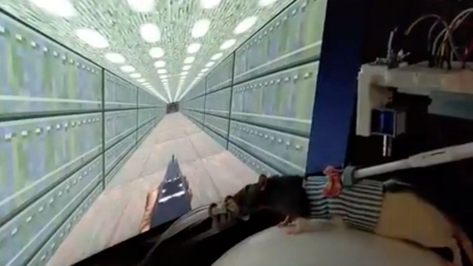 Soriceii gameri se descurca de minune FOTO: Captura video 