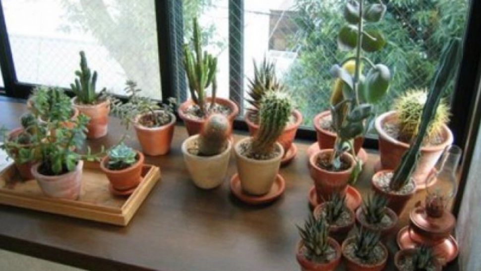 Cactusul, benefic pentru sănătate. Foto/Arhivă