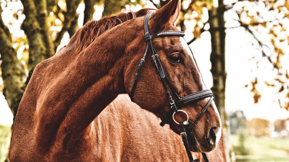 Accident șocant: un bărbat a murit după ce a căzut de pe cal 