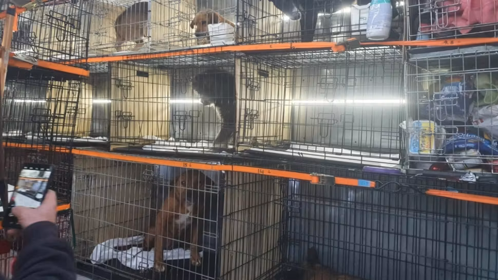 Animale maltratate la un localnic din Giurgiu. 