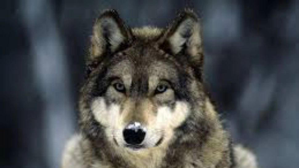 Lup FOTO: Shutterstock