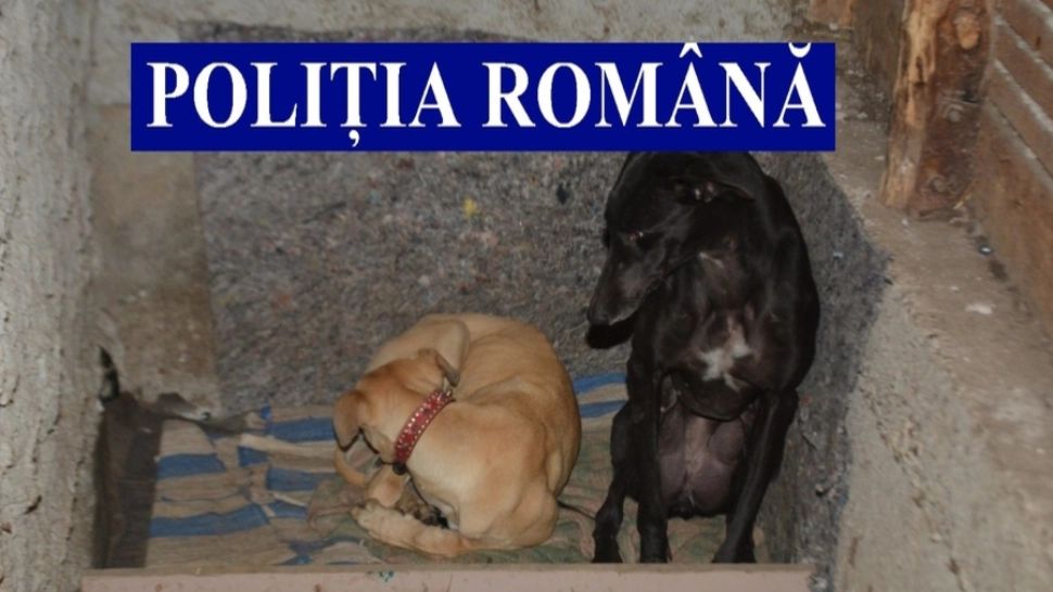 Catei de vânătoare FOTO: Poliția Română