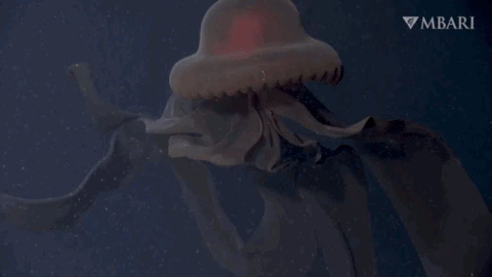 Meduza fantomă (sursă: MBAR)