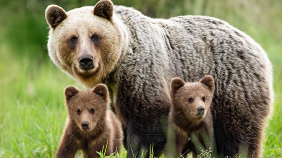 Alertă de urși în județul Harghita! 3 mesaje RO-Alert, transmise într-o oră și jumătate/ Arhivă foto