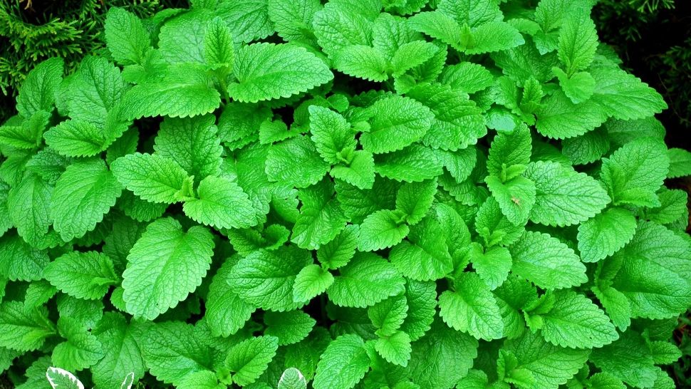 Planta-elixir care funcţionează ca un calmant