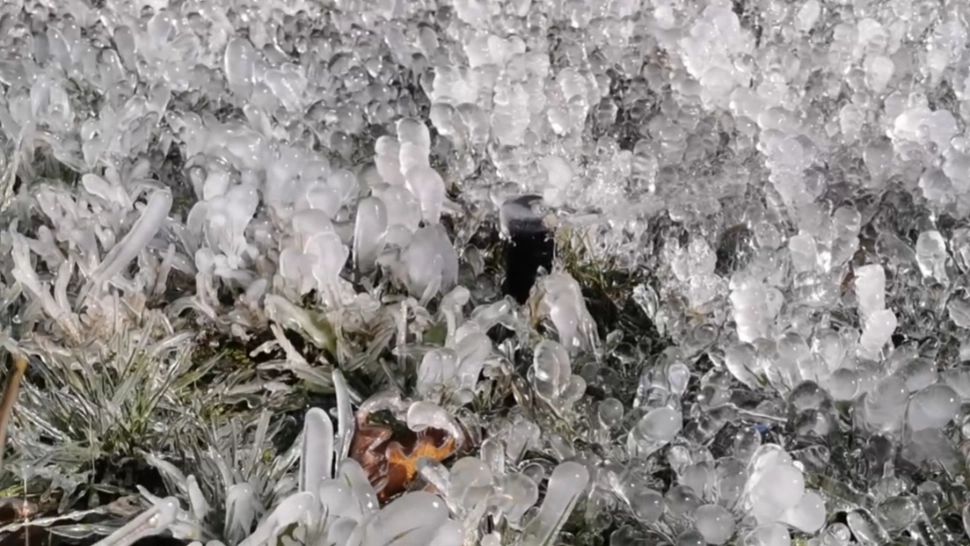 Vegetație înghețată, Sect 6, București / Captură video Facebook