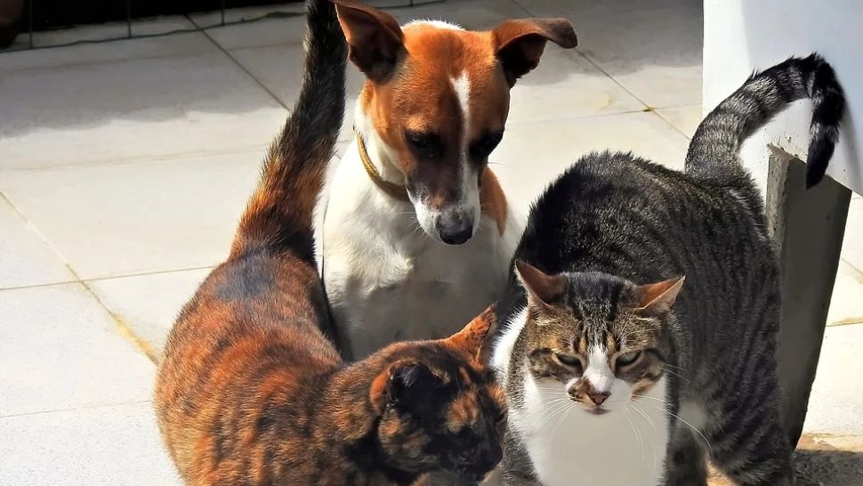 DREPTURI pentru animalele de companie într-o țară din Europa - Ce rol vor juca într-un divorț