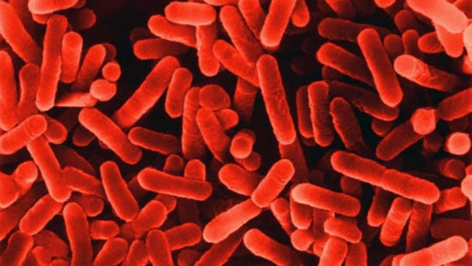 Date OFICIALE. Cazuri de Legionella în România, în 2021 - Cât de periculoasă este „boala legionarilor”