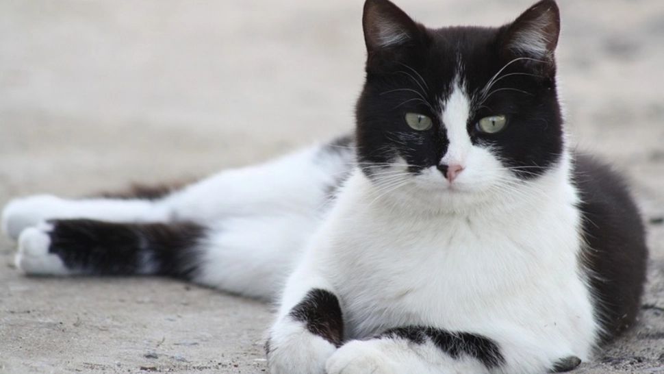 Cea mai leneșă pisică din lume