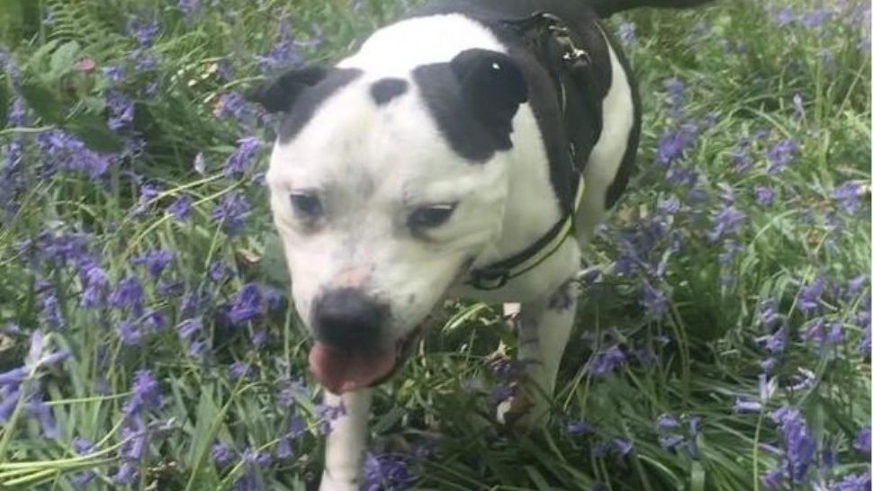 Rocco, cainele surd FOTO: Twitter 