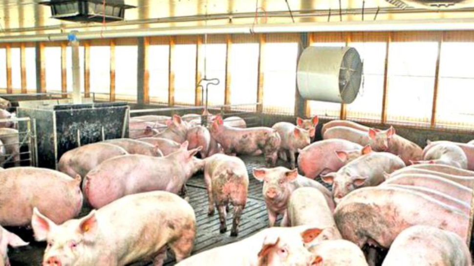 Pestă porcină într-o localitate din județul Satu Mare. Foto/Arhivă