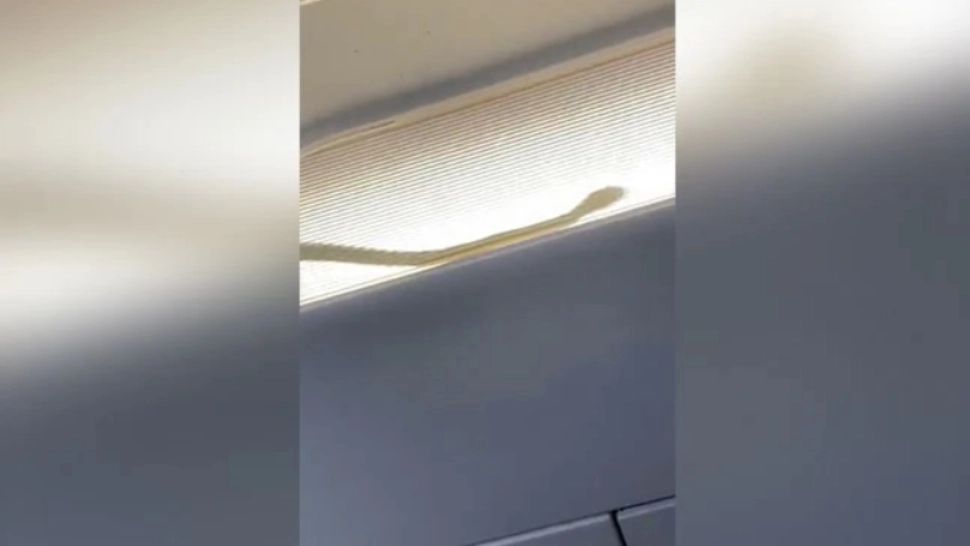 Șarpe / Captură video Twitter