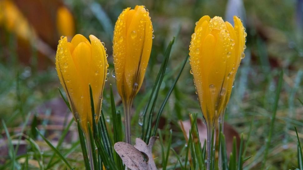 Schimbări radicale ale vremii - prognoza meteo pe două săptămâni: temperaturi nefirești până pe 27 februarie