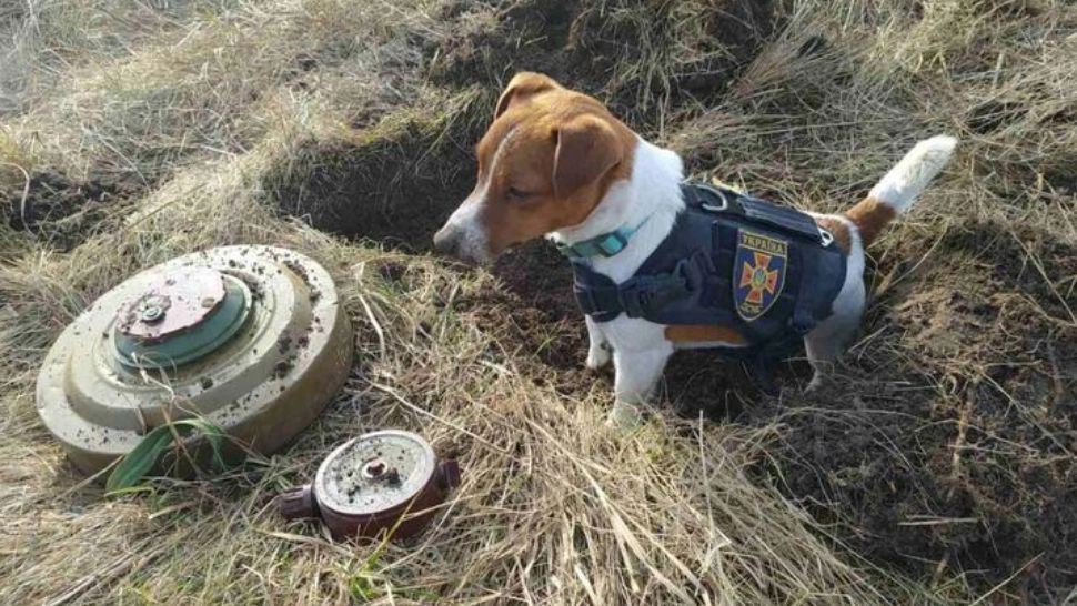 Cățelușul Patron - Mascota salvatorilor din Cernihiv Foto: Twitter.com