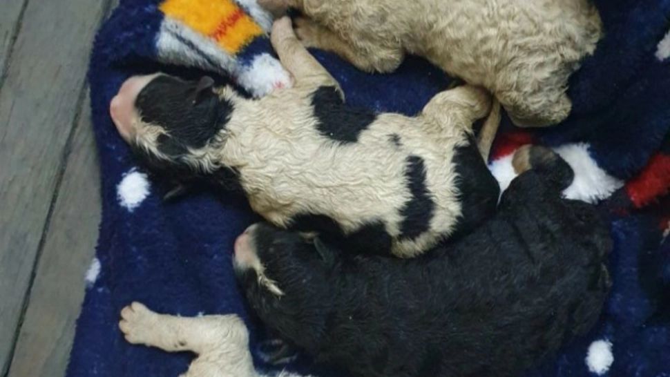 Patru pui de câine aruncați la gunoi de un bărbat