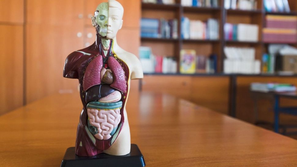 Organele interne au propriul ritm de îmbătrânire. Foto/Profimedia