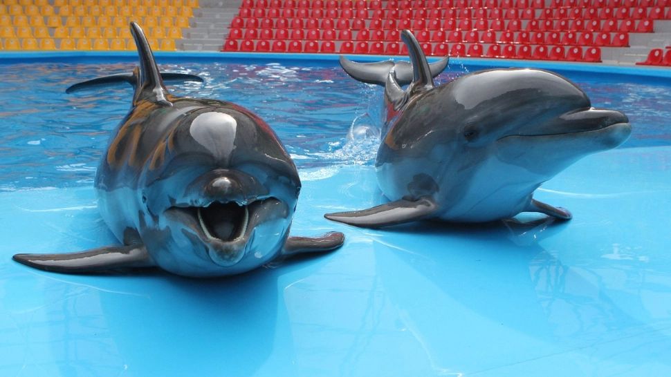 Un delfin de la Complexul Muzeal de Ştiinţe ale Naturii Constanţa a MURIT. Nu se cunosc cauzele decesului / Foto: Profi Media