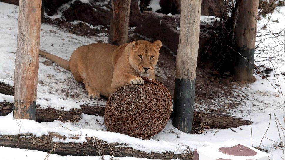 Viitorul grădinilor zoologice din Ucraina, amenințat de război. Foto/Profimedia