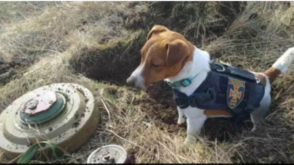 Cățelușul Patron, mascota salvatorilor din Cernihiv / Foto: Twitter.com