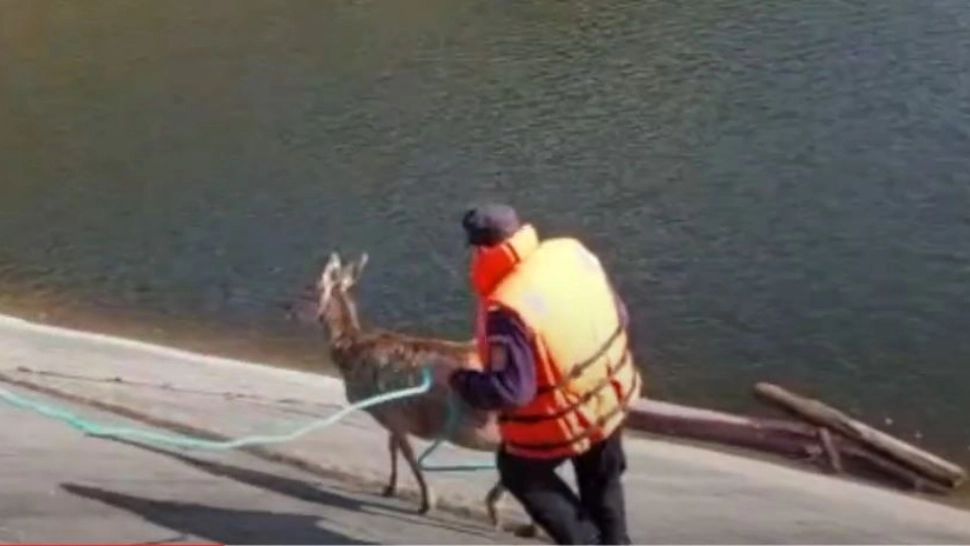 Cerbul a fost salvat de jandarmi din apele lacului Beliș. Foto/Captură video