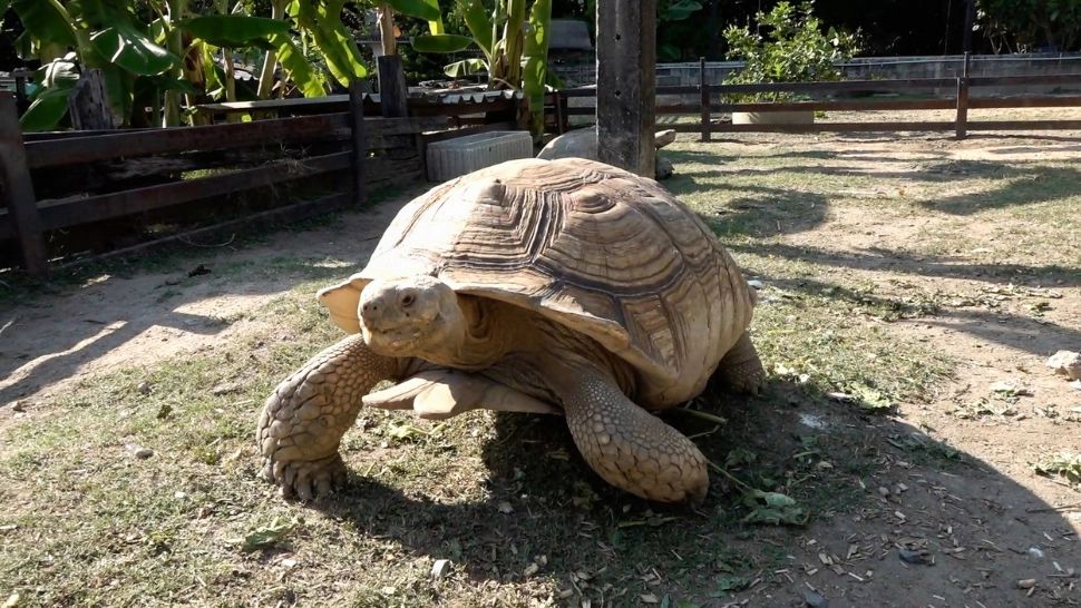 Cel mai longeviv animal al Planetei a murit