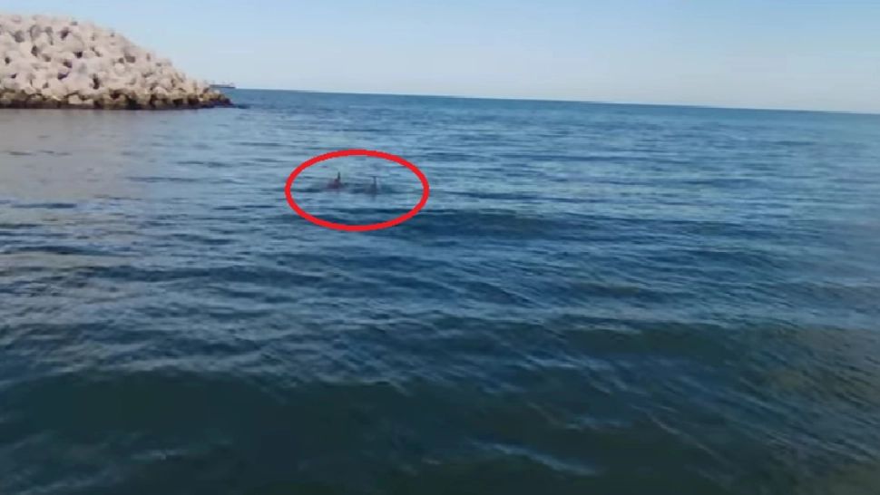 Delfini în Marea Neagră/ Captură video