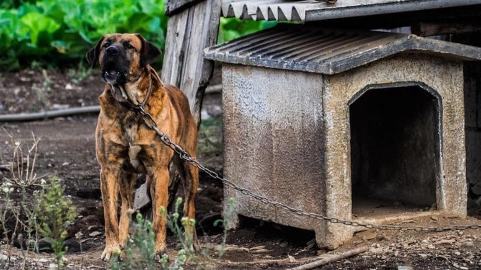 Femeie de 90 de ani, sfâșiată de câinele din curte