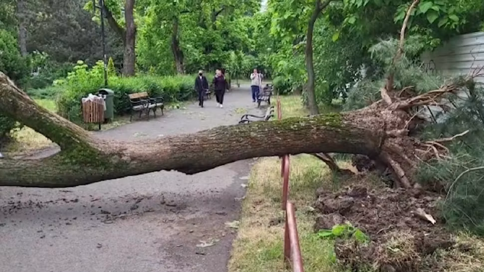 Fetițe din Timișoara, rănite de un copac . Oamenii făcuseră sesizări că arborele este uscat