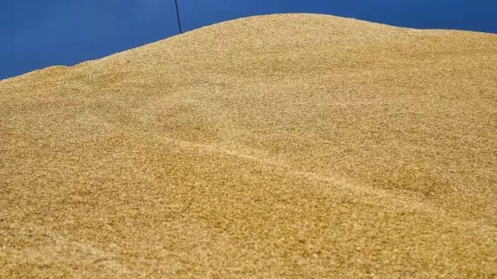 Grâu - imagine de arhivă