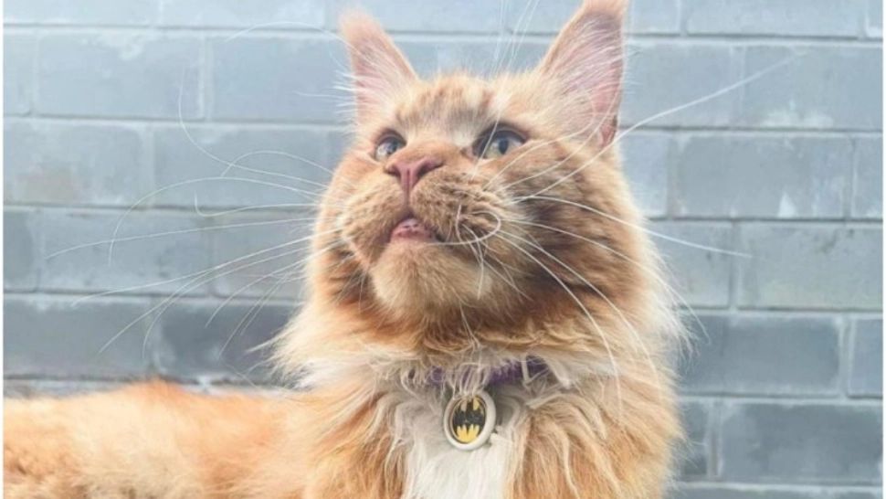 Motanul furat de ruși și-a regăsit stăpânii ucraineni după 80 de zile și 600 km