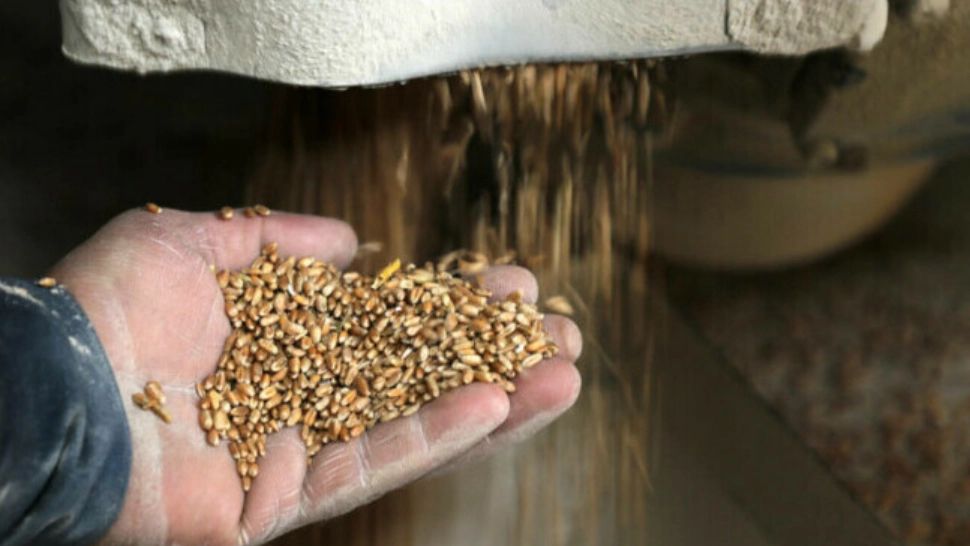 Criza alimentară. Omenirea, în pericol după războiul din Ucraina - Experții spun că proliferarea bolilor vor face „milioane de victime”