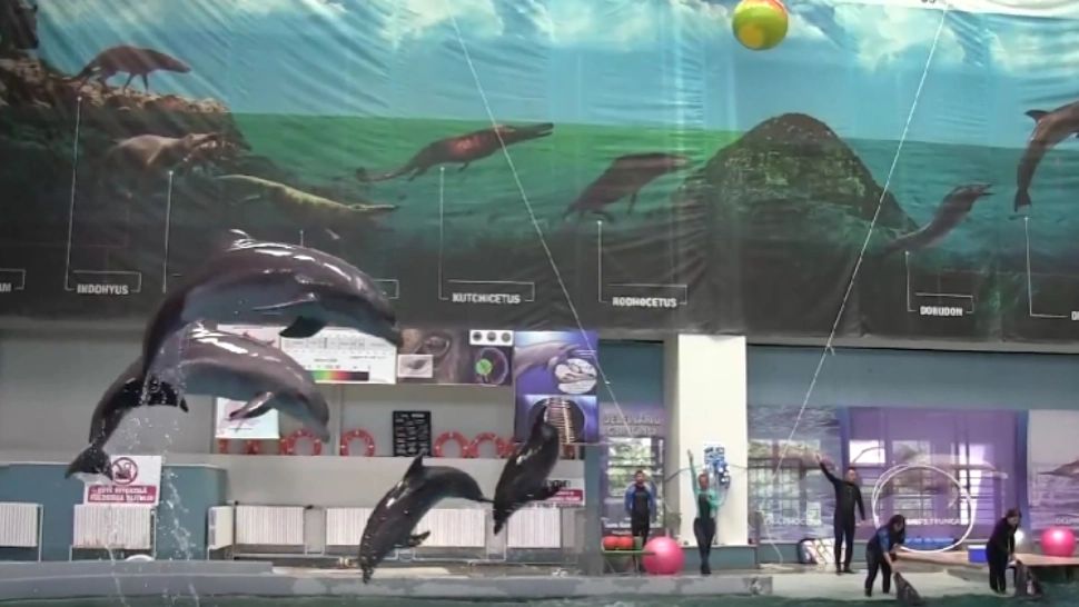 Spectacol delfini Delfinariu Constanța/ Captură video