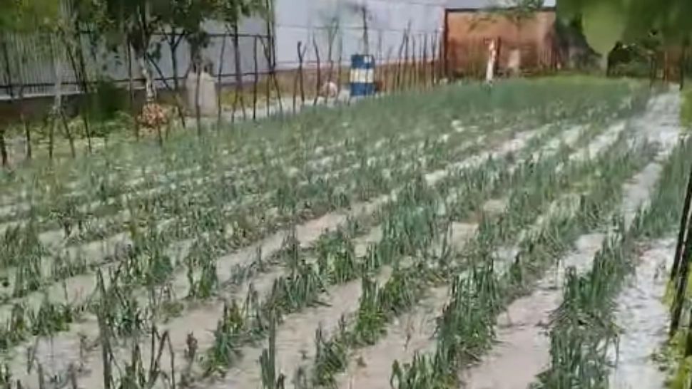 Culturi distruse de grindină / Captură video