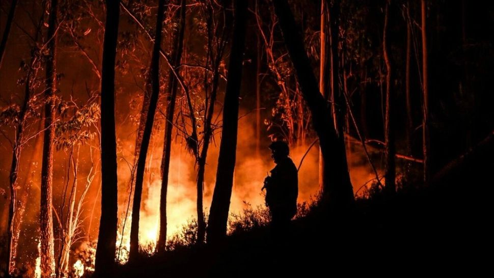 Incendiile forestiere au făcut pagube însemnate în România, anul trecut. Foto/Profimedia