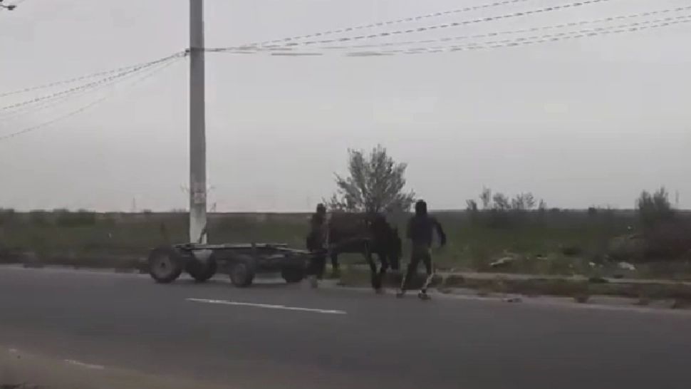 Cai maltratați / Captură video Youtube