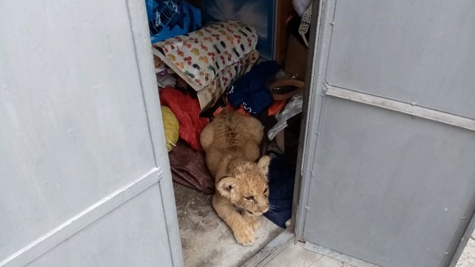 Un pui de leu, ținut în garaj