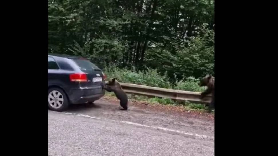 Gest incredibil. Un pui de urs ajută un șofer pe Transfăgărășan - Imagini virale - VIDEO