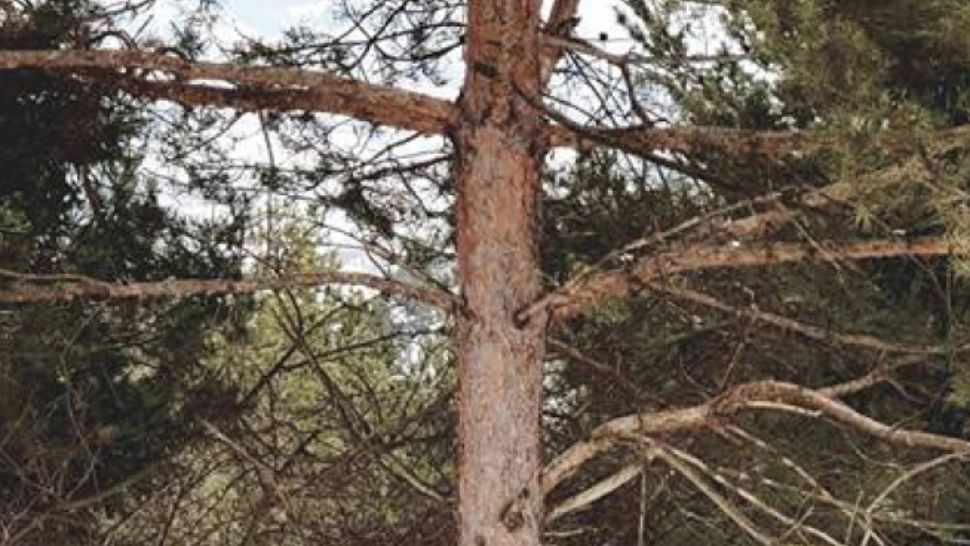 Poza fantastică făcută într-o pădure din România. Găsește animalul ascuns în cadru!