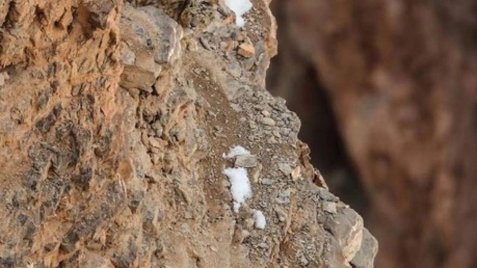 Camuflajul perfect al acestui LEOPARD a uimit! Aproape NIMENI nu-l găsește în POZĂ - tu îl descoperi? 