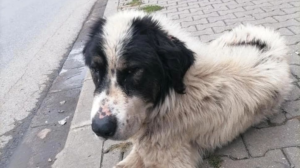 Cățelul Nero/ Foto: Facebook Andreea Berar