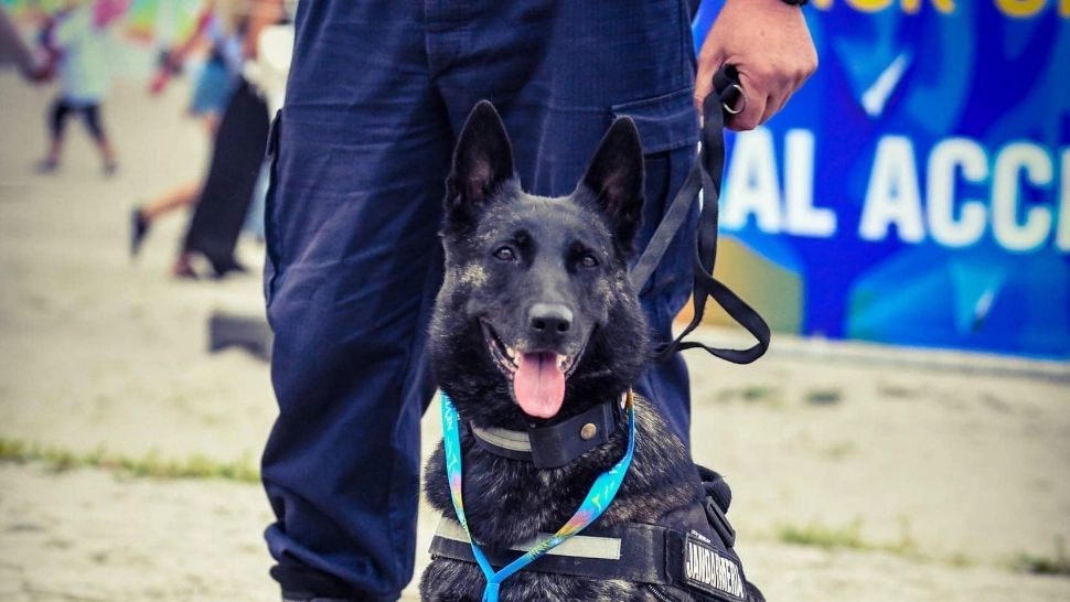 Sursa foto: Facebook / Jandarmeria Română