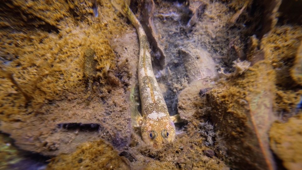 Cea mai RARĂ specie de pește din Europa, din vremea DINOZAURILOR, identificată într-un râu din România - FOTO/VIDEO